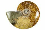 Polished Cretaceous Ammonite (Cleoniceras) Fossil - Madagascar #303890-1